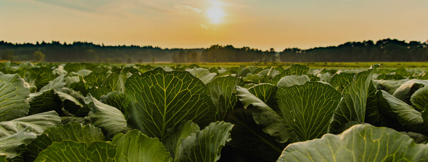 https://www.summitagro-usa.com/wp-content/uploads/2019/09/Harvanta-cabbage-desktop.jpg